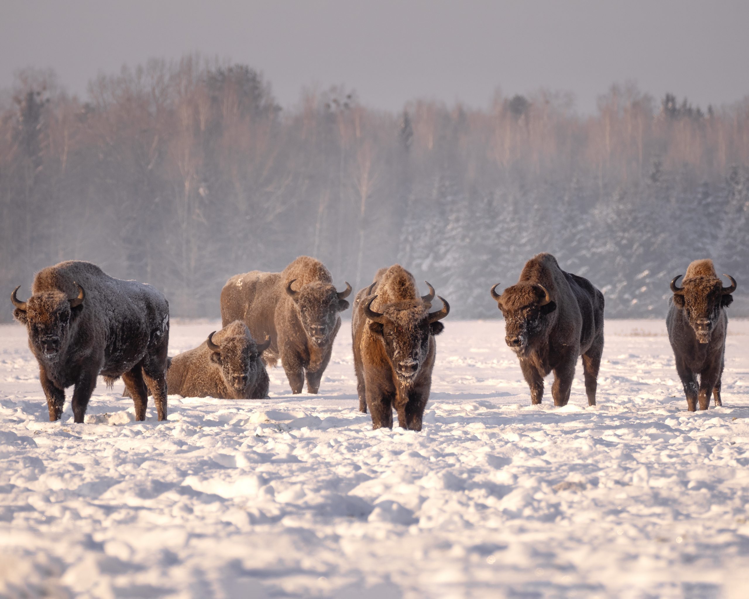 The Metals Bison 002