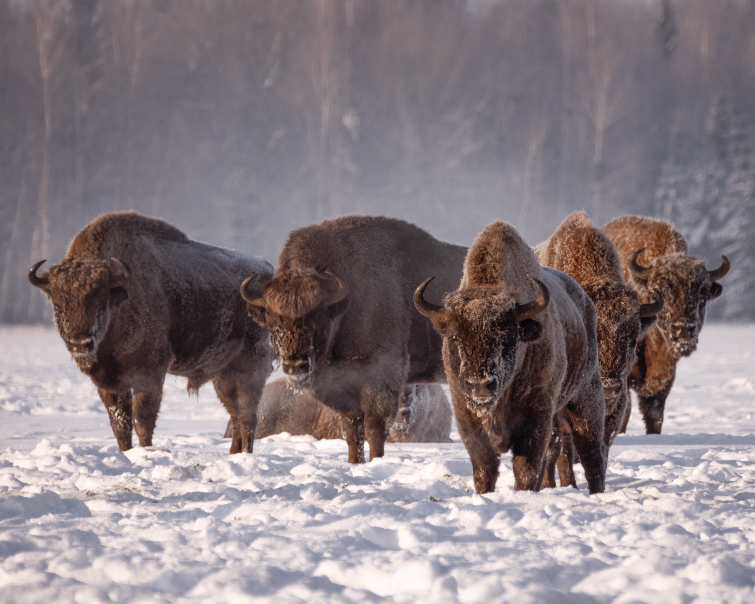 The Metals Bison 003