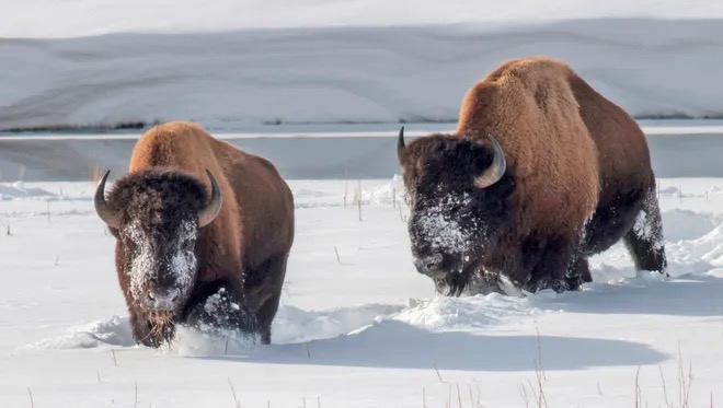 The Metals Bison 007