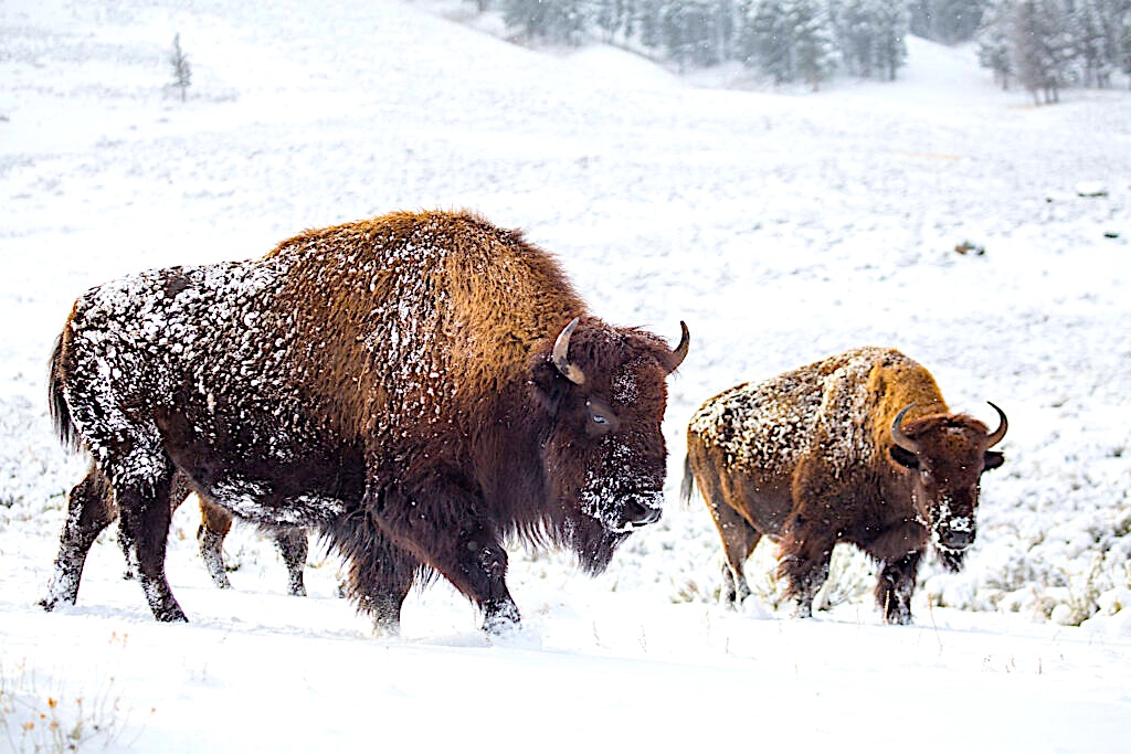 The-Metals Bison-013