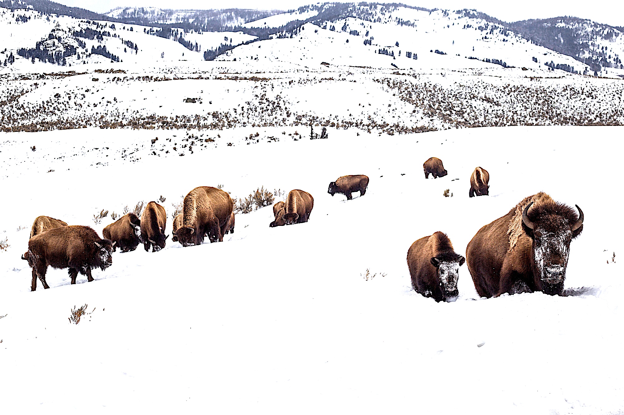 The-Metals Bison-014