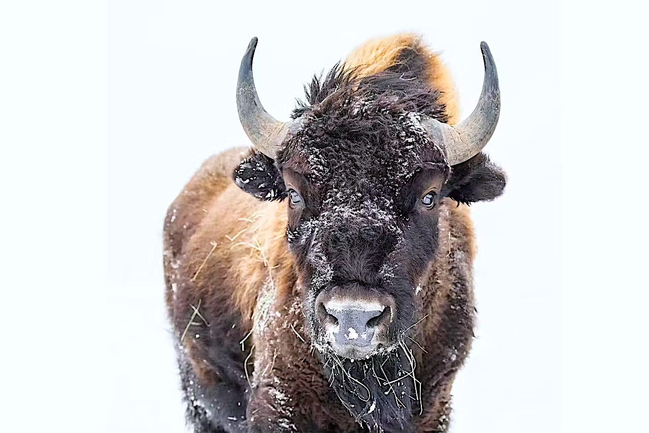 The-Metals Bison-015 Kopie