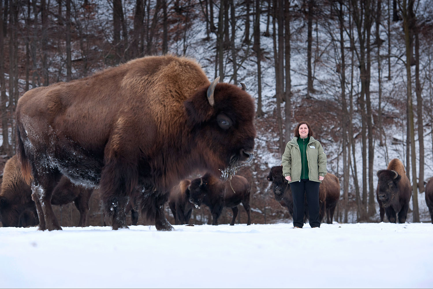 bison